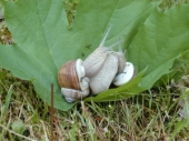 Weinbergschnecken